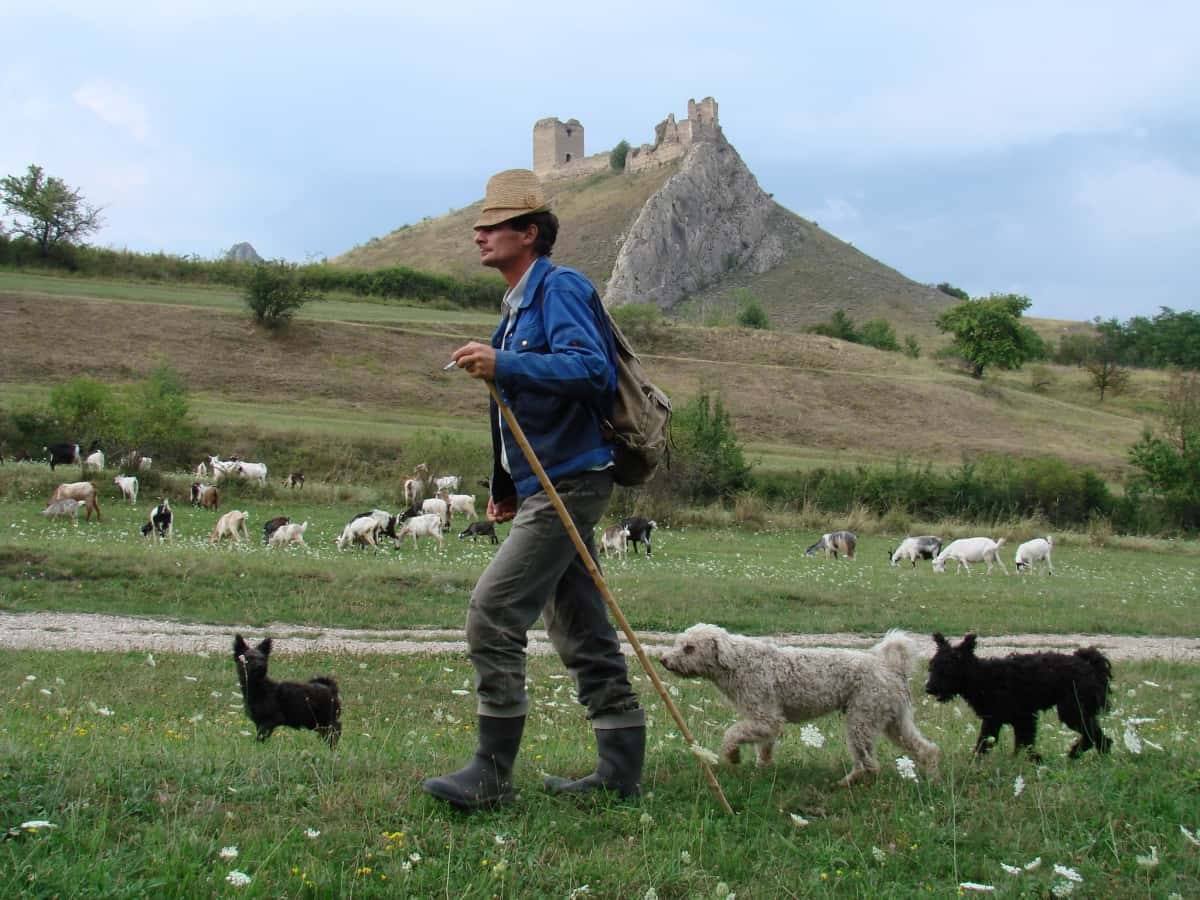 goats and shepard with dogs near trascaului fortress in coltesti caprar cu caini si capre langa cetatea trascaului